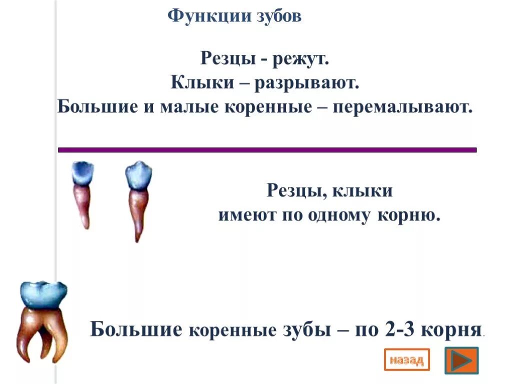 Зубы резцы клыки коренные функции. Зубы: резцы, клыки, коренные зубы.. Функции зубов таблица. Малые коренные зубы функции. Какую функцию выполняет зуб человека