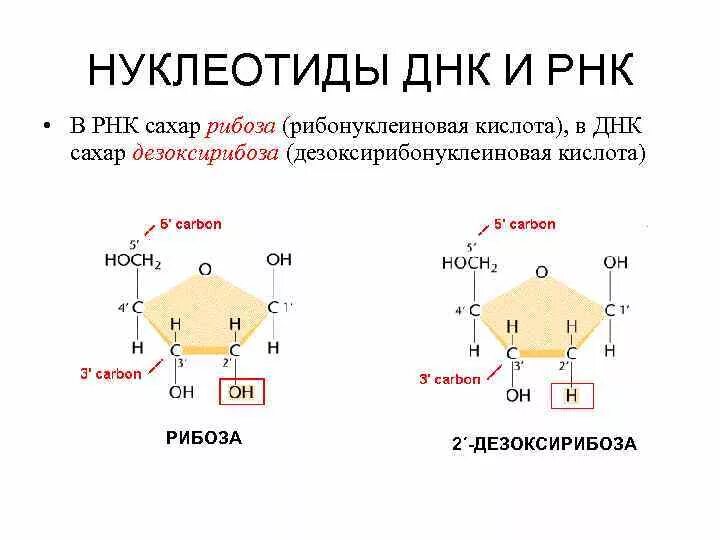 Адениновых нуклеотидов. Схема строения нуклеотида ДНК И РНК. Строение нуклеотида ДНК И РНК. Строение нуклеотида РНК. Схема строения нуклеотида РНК.