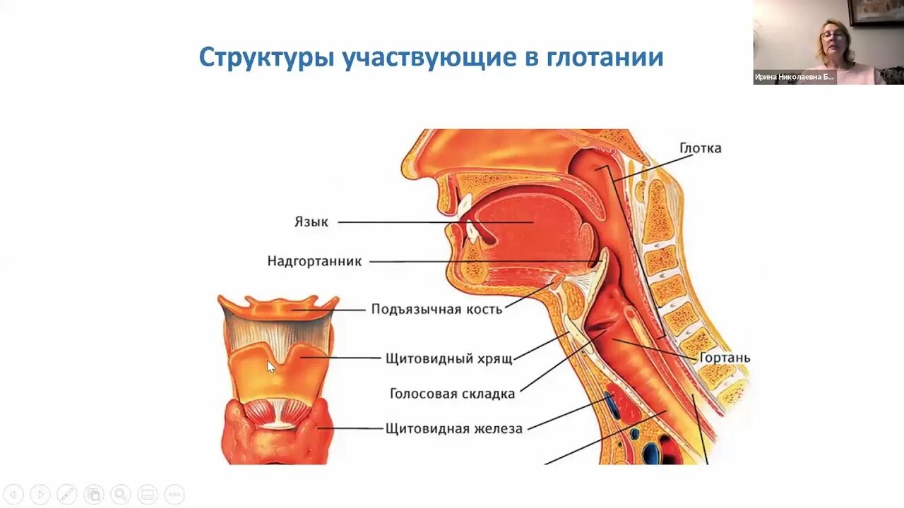 Голосовая складка гортани. Глотание надгортанник. Гортань надгортанник и пищевод.