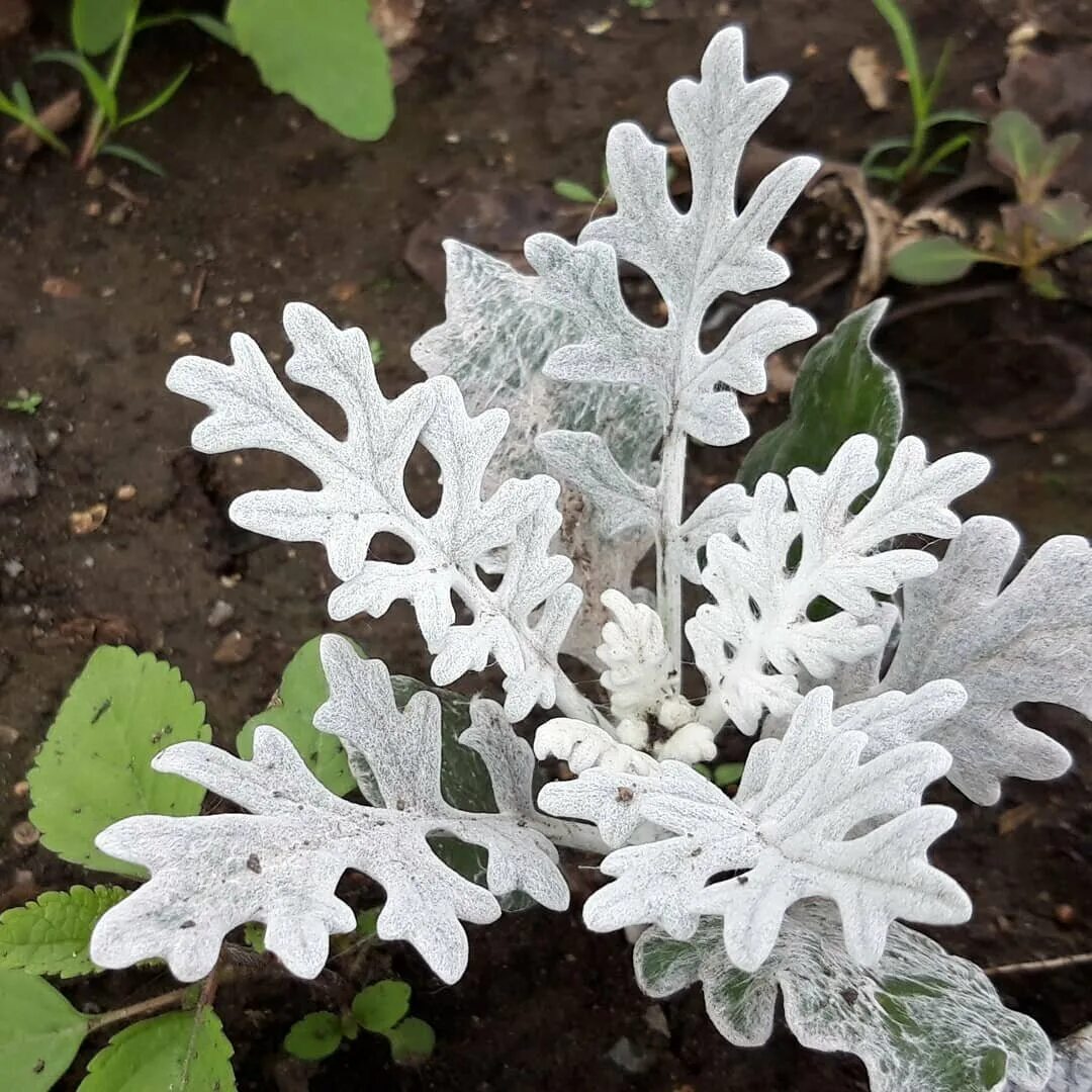 Цинерария Приморская. Сенецио цинерария. Цинерария Приморская cineraria maritima. Цинерария Приморская Андромеда.