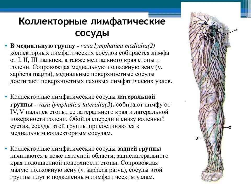 Как разогнать лимфу и избавиться от отеков