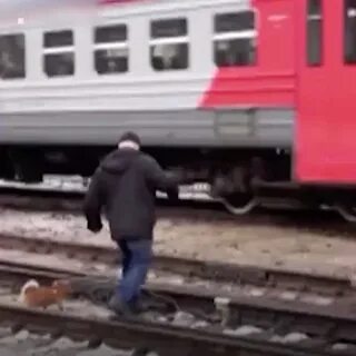 Подлипки соколовская