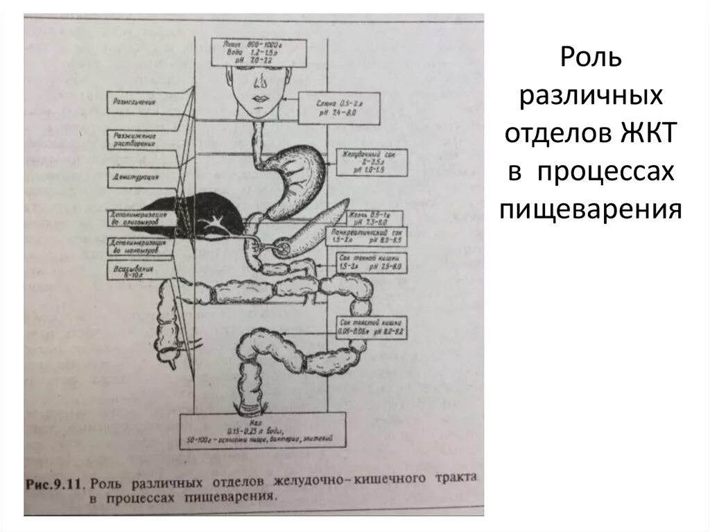 Из каких отделов состоит пищеварительный тракт. Пищеварения в различных отделах желудочно кишечного. Схема пищеварительного тракта. Схема ЖКТ. Схема желудочно-кишечного тракта.