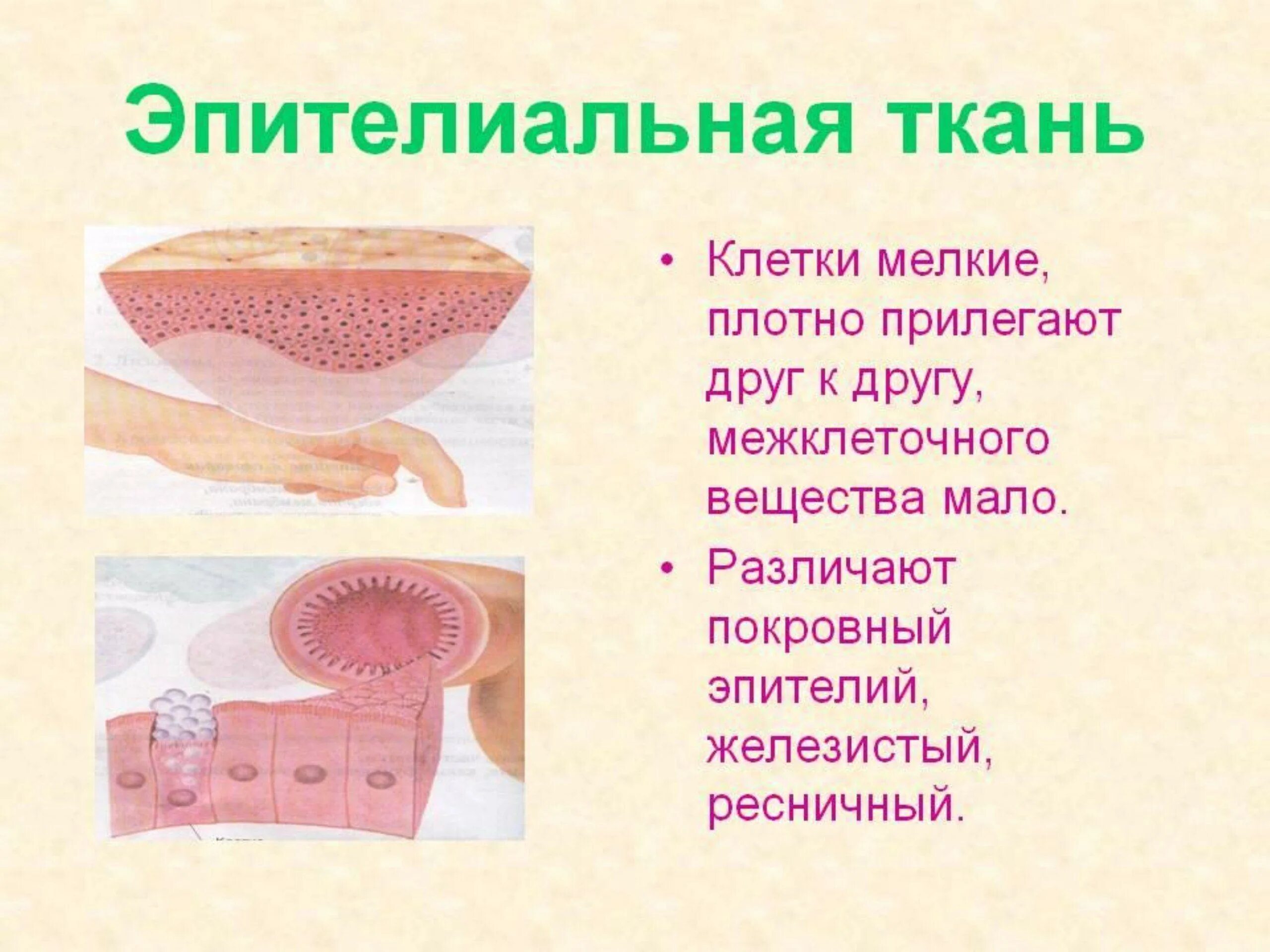 Функции клетки эпителия. Эпителиальная ткань железистый эпителий функции. эпителиальная ткань биология 8 класс. межклеточное вещество эпителиальной ткани. функции эпителиальной ткани в организме.