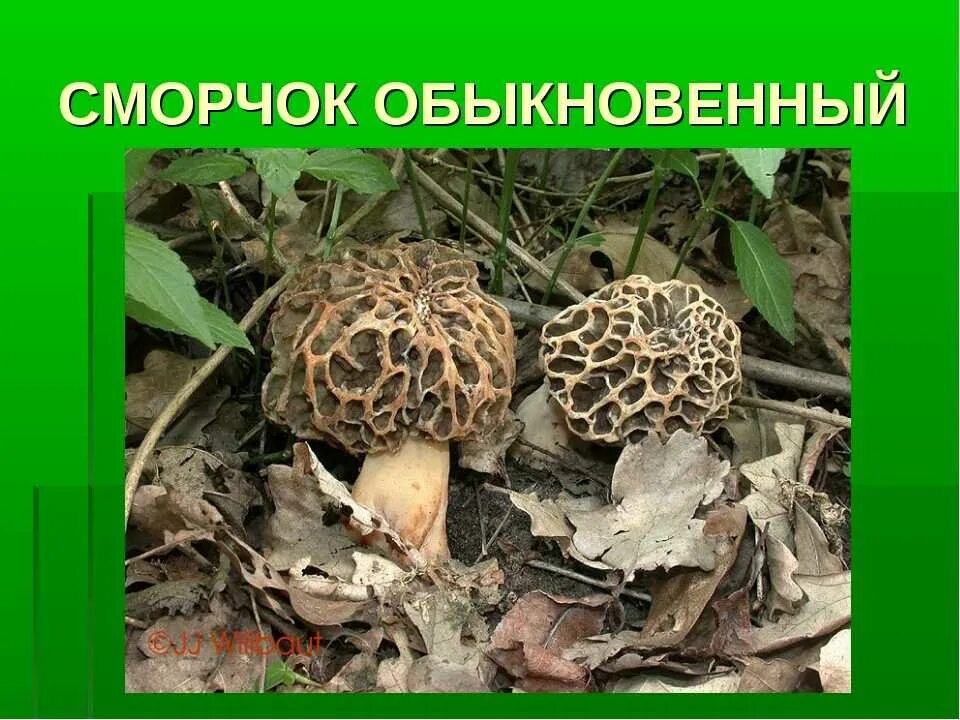 Сморчки грибы съедобные и несъедобные. Где растут сморчки. Строчок и сморчок отличия. Строчки грибы фото несъедобные.