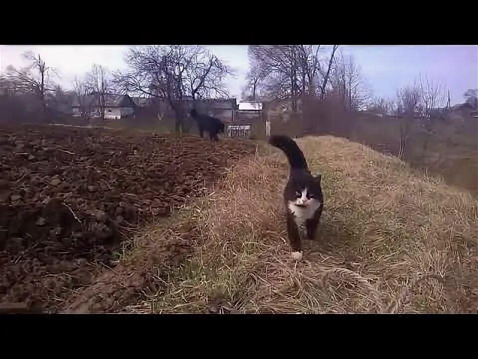 Как охраняют кошек. Как охраняют кошек
