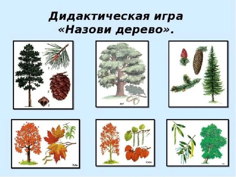 Группы лиственных деревьев