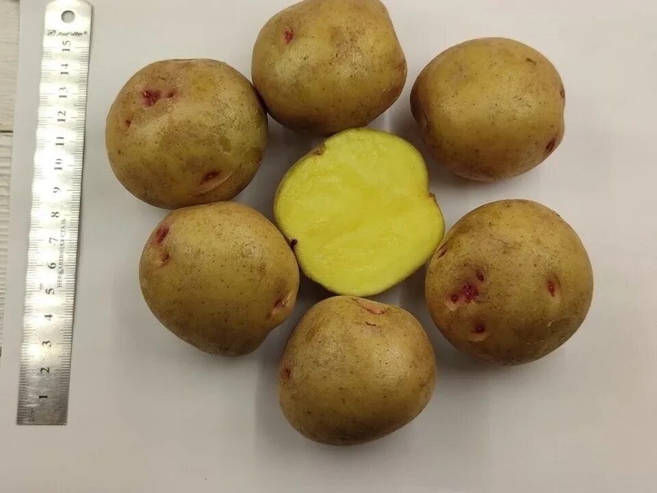 Семенной картофель мини клубни Шах из лаборатории, 10 шт - купить в интернет-маг