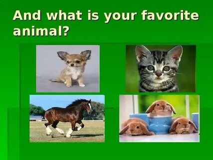 My animal is