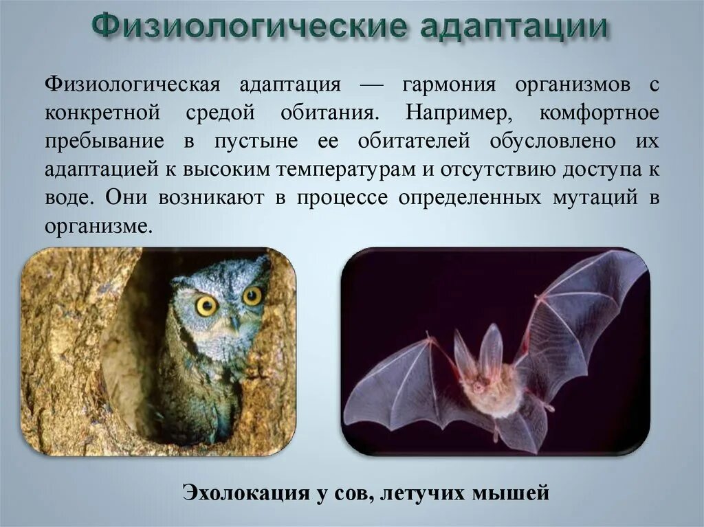 Особенности физиологической адаптации. Физиологические адаптации. Физиологическая приспособленность. Физиологические адаптации организмов. Физиологические адаптации Совы.