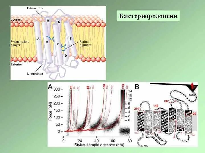 Бактериородопсин. Бактериородопсин строение. Фотоцикл бактериородопсина. Бактериородопсин формула.