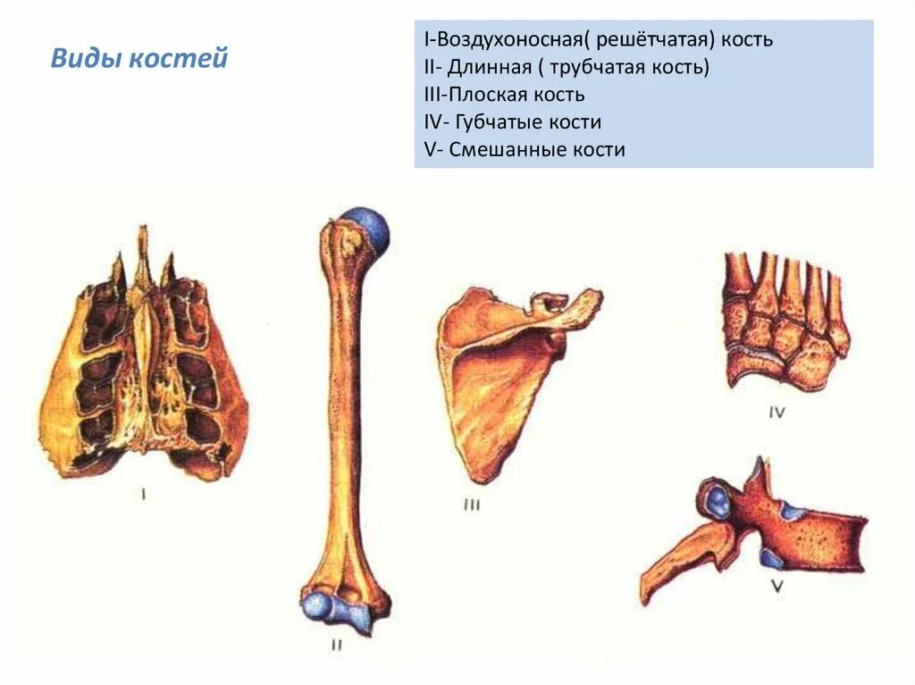 Кости трубчатые губчатые плоские смешанные. Классификация костей человека воздухоносные. Воздухоносные кости классификация. Губчатые и воздухоносные кости.