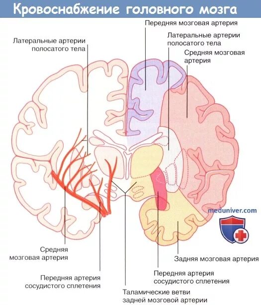 Поступление крови в мозг. Кровоснабжение передней средней задних мозговых артерий. Бассейн средней мозговой артерии кровоснабжает. Корковые ветви средней мозговой артерии. Кровоснабжение затылочной доли схема.