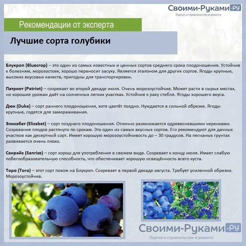 Голубика Блюголд описание сорта. Голубика Садовая сорт бонус. Голубика сорт Спартан кусты. Голубика Патриот описание сорта. Голубика патриот описание сорта опылители