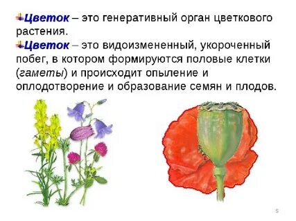 Генеративный это в биологии