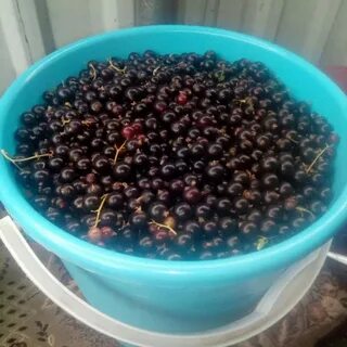 Продам черную смородину