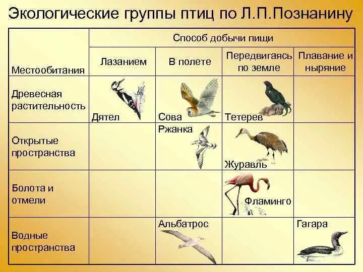 Форма тела птиц особенности строения значение. Таблица экологические группы птиц 7 кл биология. Экологические группы птиц по способу питания таблица. Таблица экологическая группа экологические группы птиц. Классификация птиц по местам гнездования.