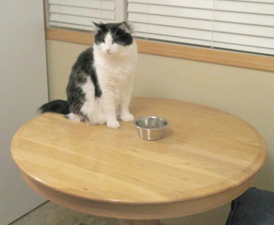 Кот прыгает на стол. Кот запрыгнул на стол. Котик залазит на стол. Кот залезает на стол. Стол кошечка