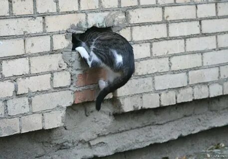Они уже полезли через стену
