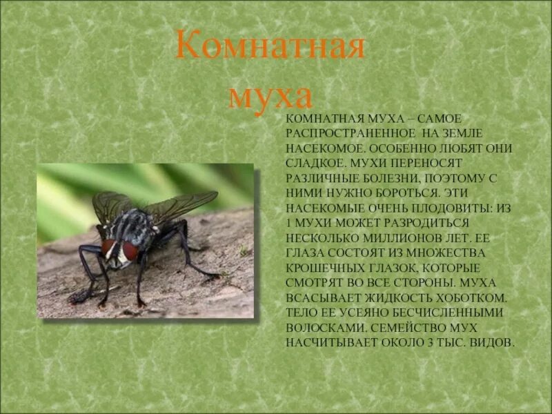 Постановление мухи
