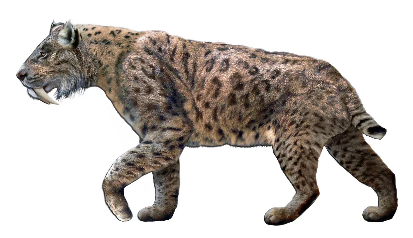 Smilodon. Cмилодон (Саблезубый тигр). Саблезубые тигры Смилодоны. Махайрод Смилодон. Смилодон и мегантереон.