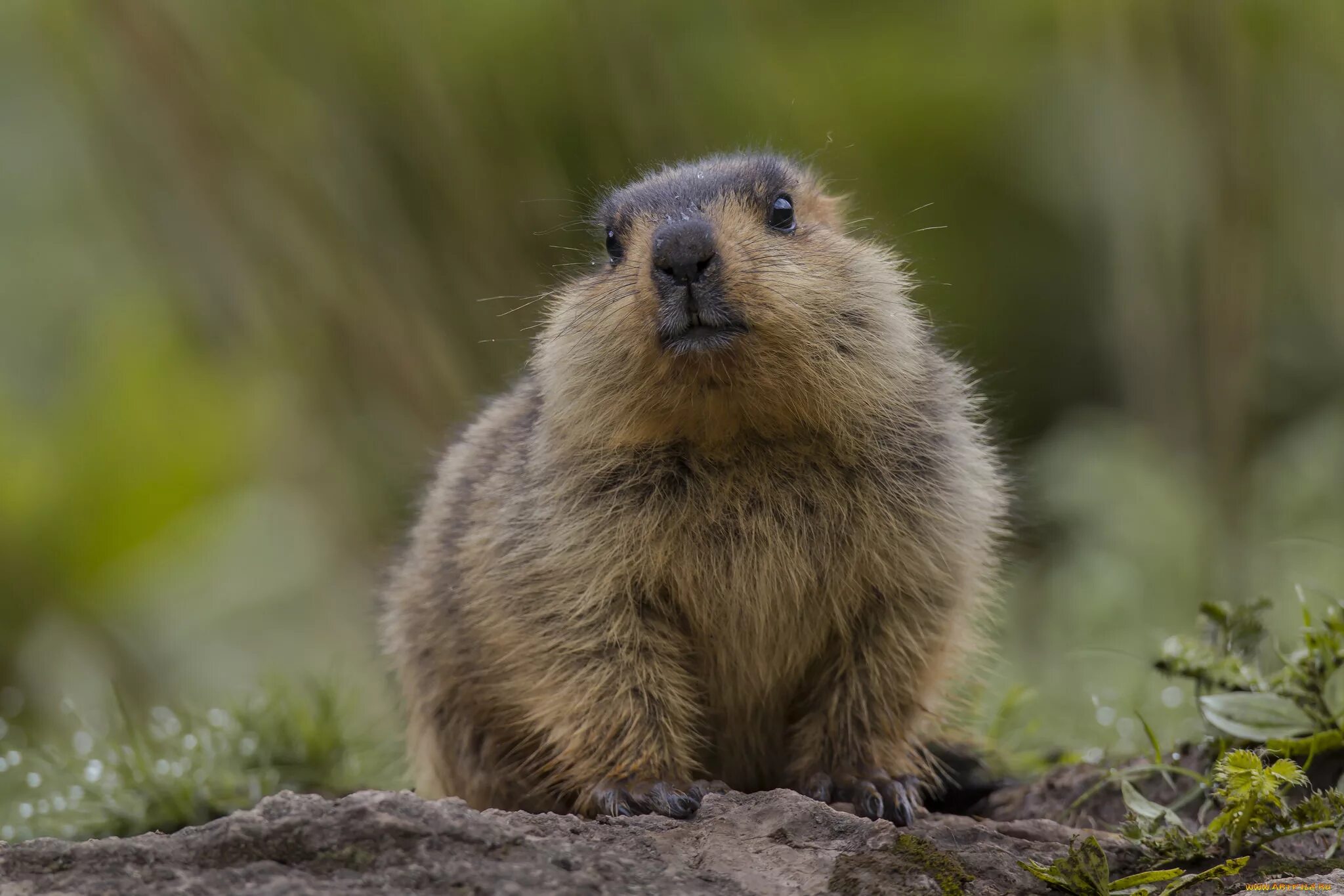 Суслик это млекопитающее. Сурок-Байбак. Сурок Степной, Байбак (Marmota Bobak). Marmot, Байбак, сурок. Альпийский сурок (Байбак).