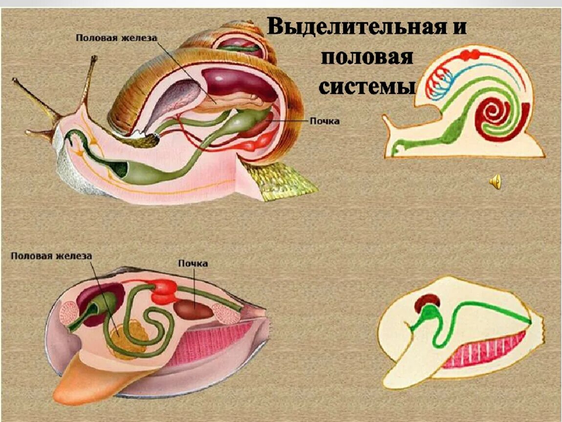 Выделительная система брюхоногих улиток. Выделительная система улитки. Система органов улитки выделительная. Дыхательная система брюхоногих моллюсков. Моллюски имеют сердце