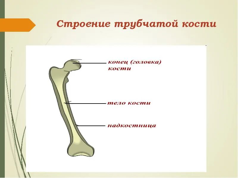 Что образуют трубчатые кости. Строение кости трубчатой кости. Схема строения трубчатой кости. Трубчатая кость строение. Строение трубочной кости.