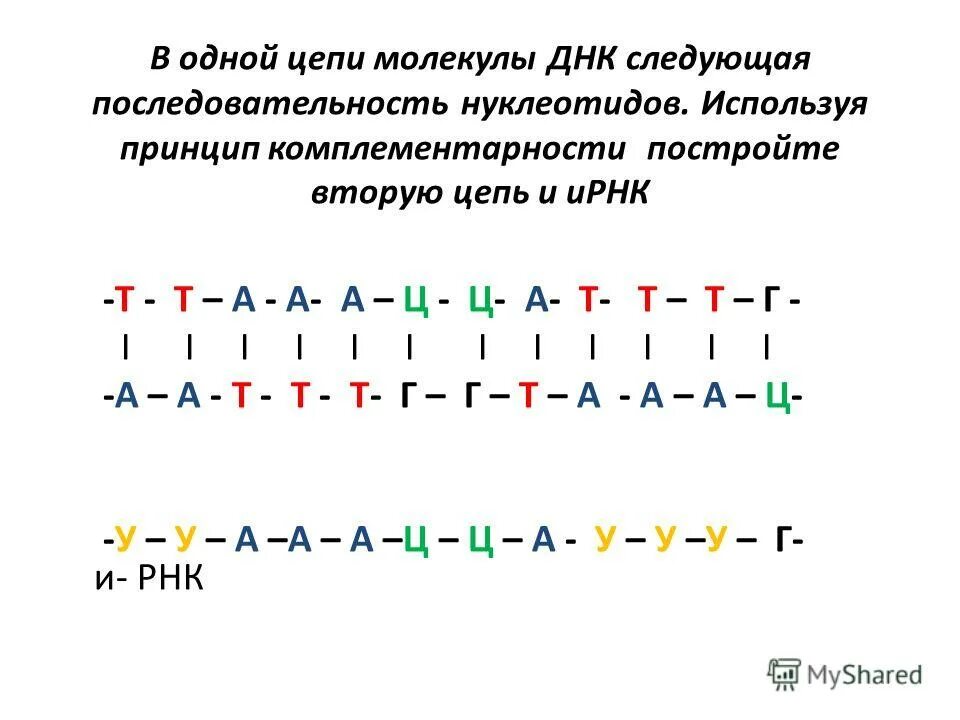 Достроить вторую цепь днк. Цепочки ДНК И РНК по принципу комплементарности. 2 Цепь ДНК по принципу комплементарности. Вторая цепь ДНК принцип комплементарности. Принцип комплементарности в молекуле РНК.