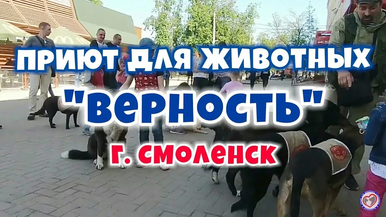 Приют верность Смоленск. Верность приют для собак Смоленск. Приют верность Смоленск щенки. Смоленск приют для животных верность