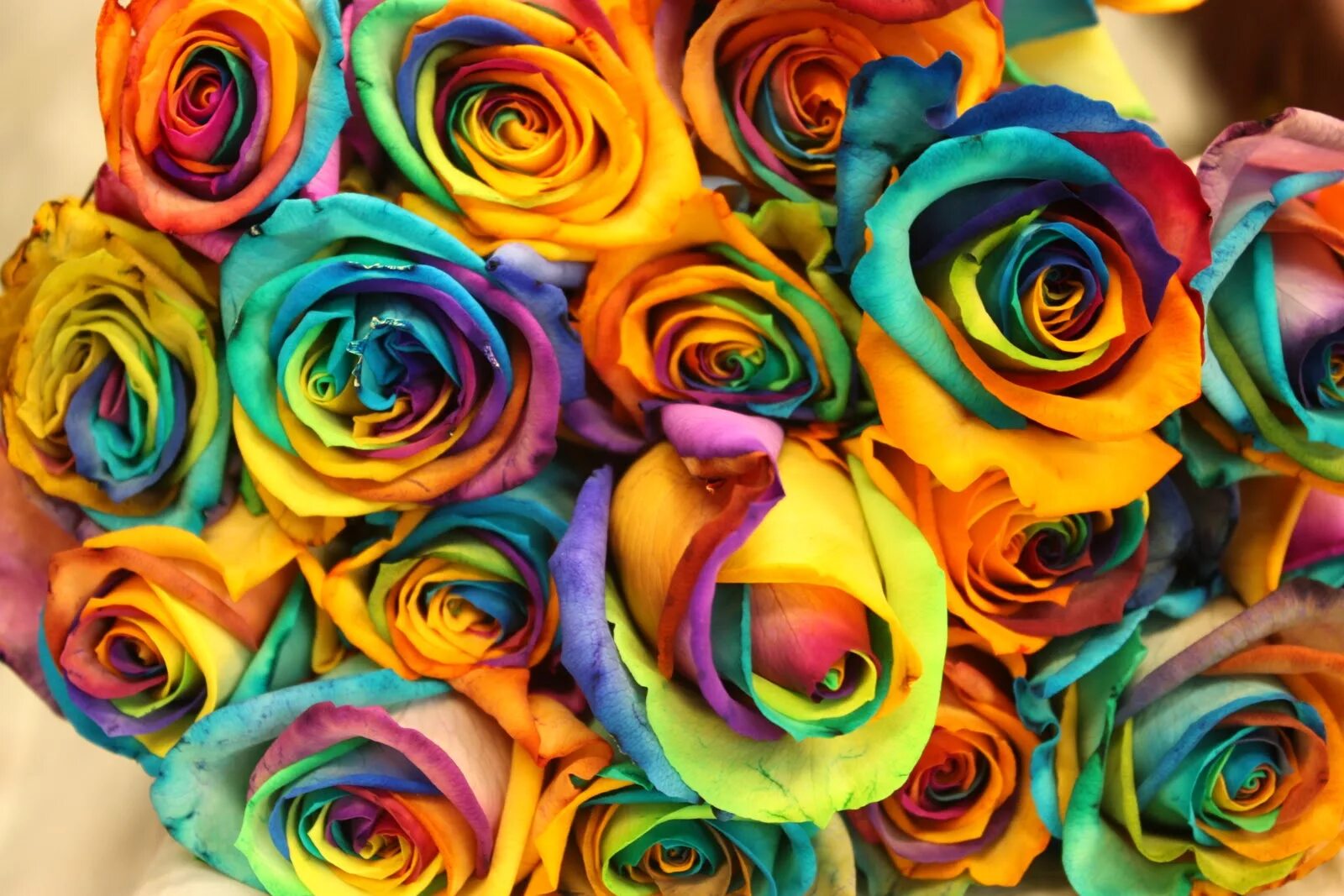 Разноцветные розы. Радужные цветы. Радужные розы. Красивые разноцветные розы. 7 colorful