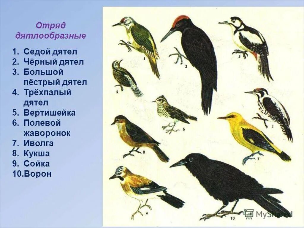 Пестрый 5 букв. Отряд Дятлообразные представители. Признаки отряда Дятлообразные. Отряд Дятлообразные птицы. Дятлообразные птицы представители.