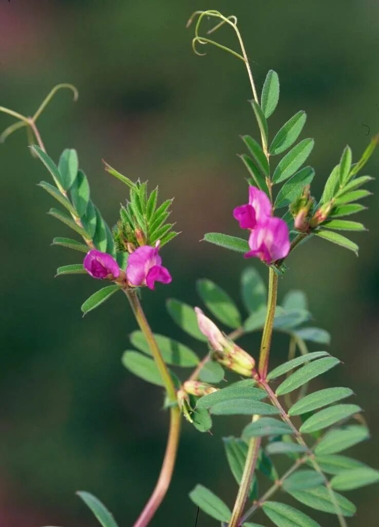 Plant wiki. Вика Яровая растение. Горошек посевной (Вика посевная) Vicia Sativa l.. Вика Яровая (мышиный горошек). Вика Яровая (мышиный горошек) Vicia Sativa.