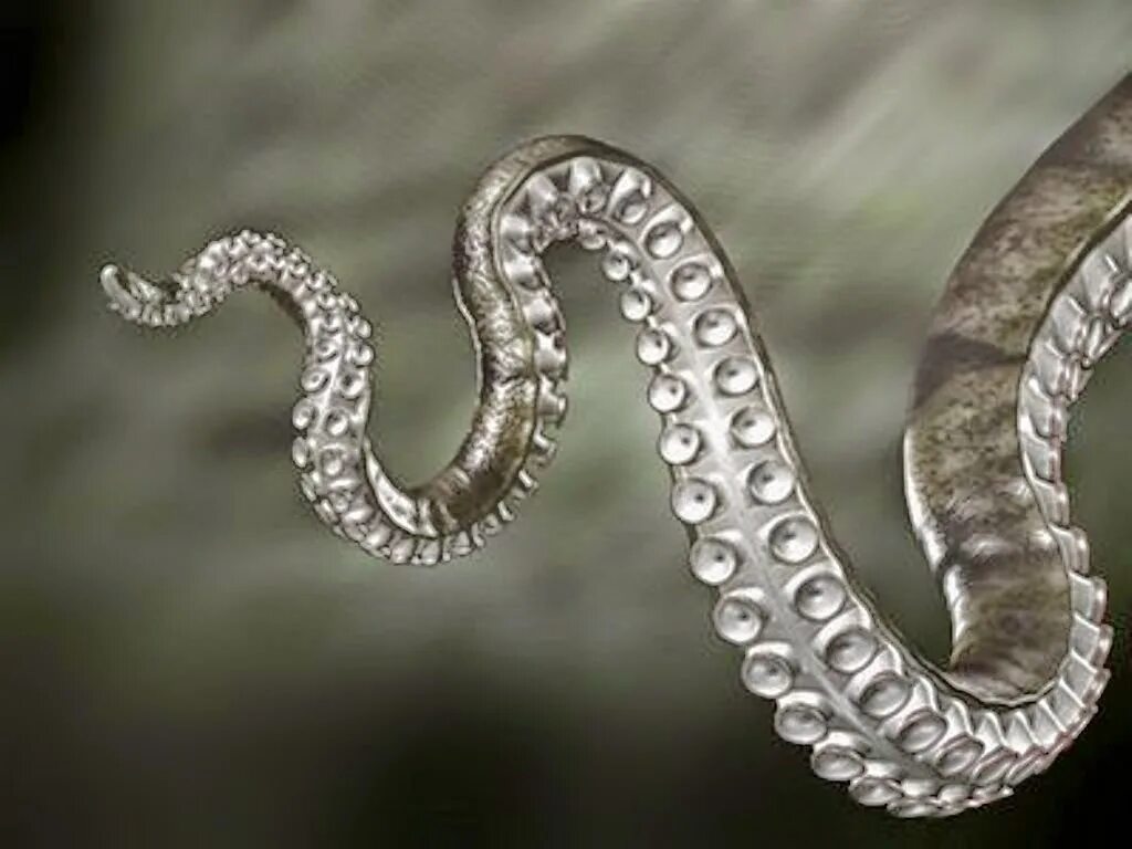 менее строгий шесть щупалец