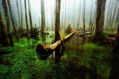 Deep forest