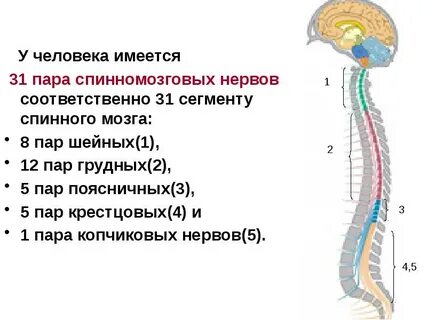 Число спинномозговых нервов спинного мозга