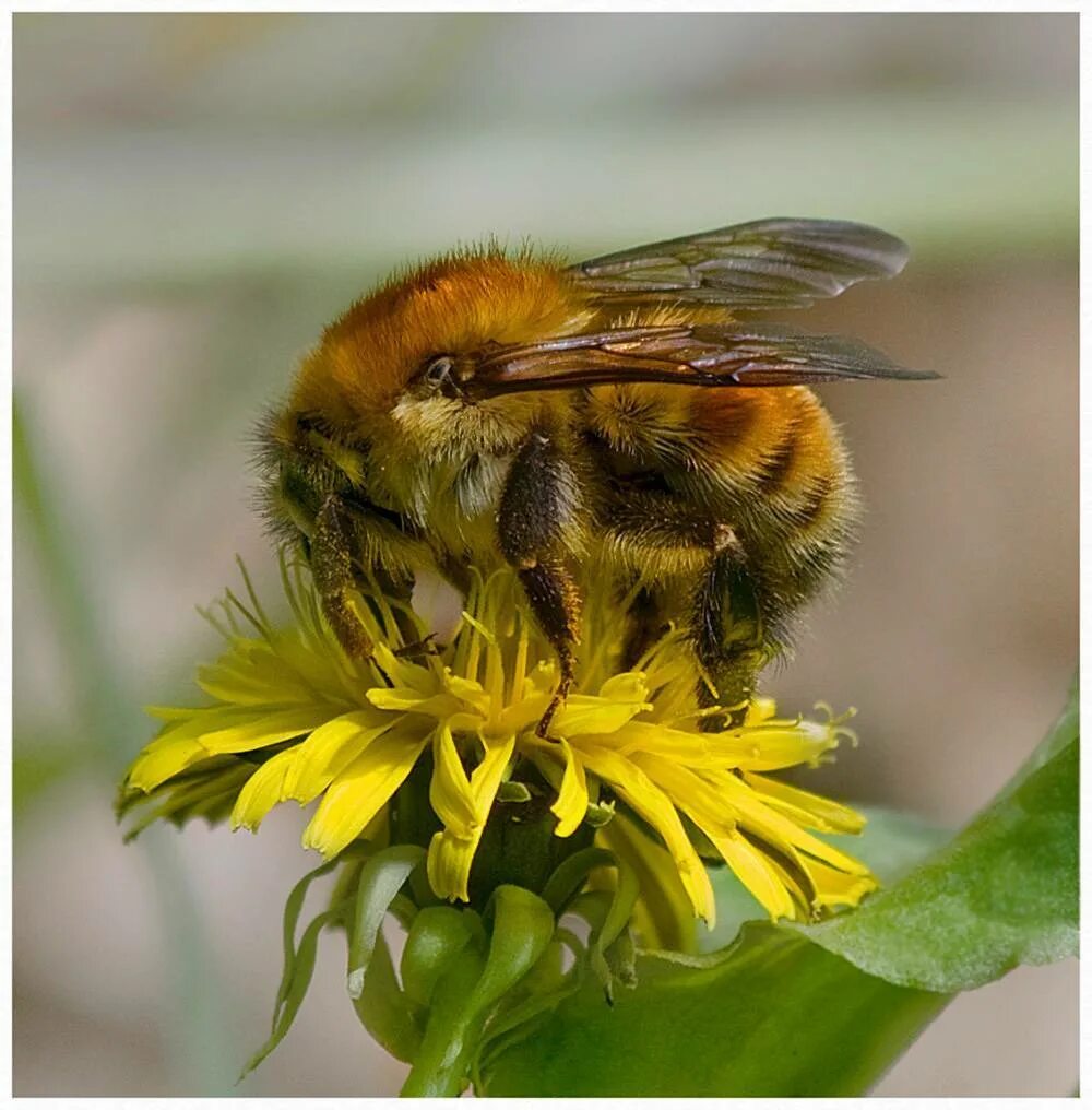 Шмели екатеринбург. Bombus шмель гнездо. Магазин шмель. Чкалова 239 екатеринбург на карте. Шафранный шмель.