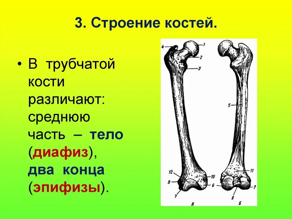 Бедренная кость кость анатомия человека. Бедренная кость длинная трубчатая. Эпифиз бедренной кости коровы. Гребенчатая линия бедренной кости.