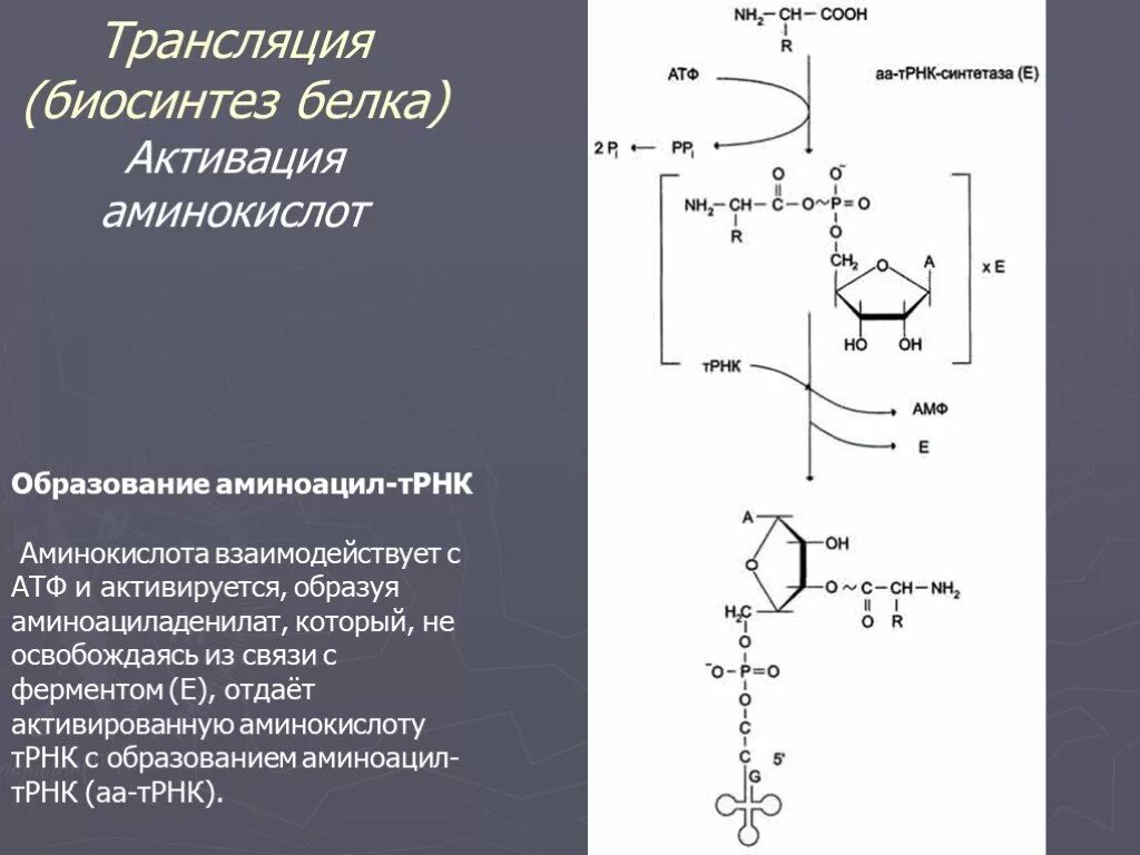 Биосинтез роль ферментов. Реакция активации аминокислот. Активация аминоацил ТРНК. Аминоацил ТРНК комплекс. Этапы трансляции активация аминокислот.