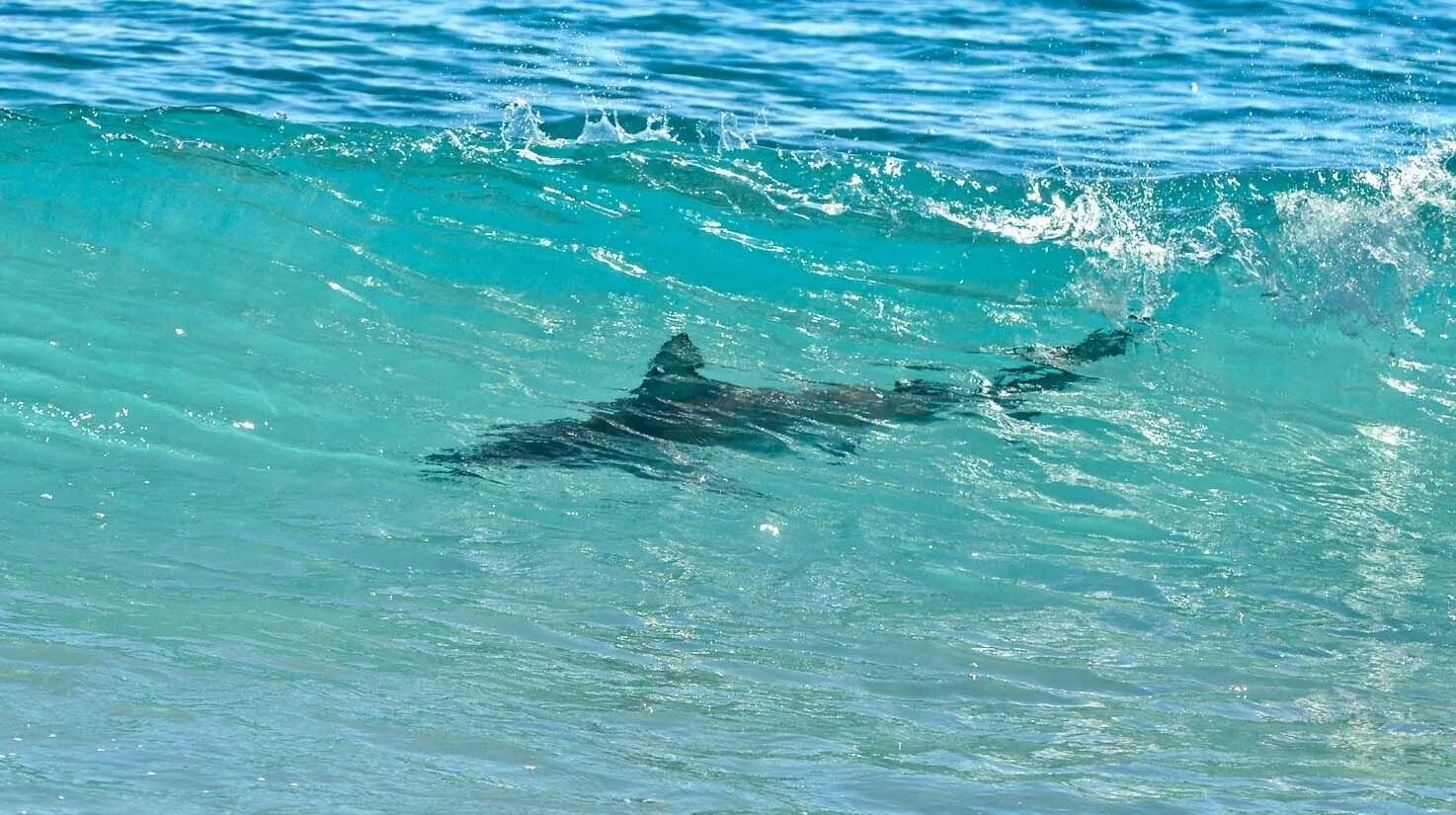 Ресифи акулы на пляжах. Акула в океане.