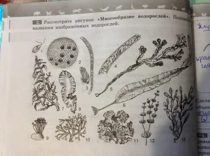 Рассмотрите рисунок используя знания полученные