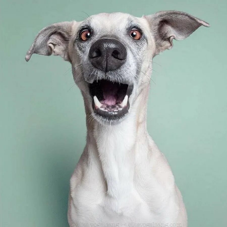 щенок удивлен. удивленный щенок. щенок удивлен. щенок удивился. удивленная собака прикол.