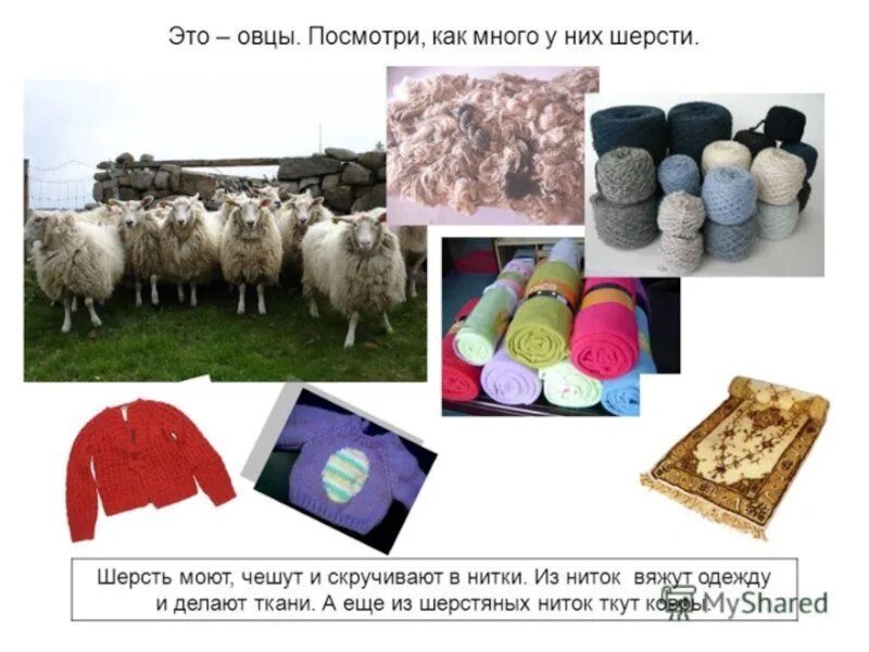 Одежда из шерсти овцы. Шерстяные изделия. Что делают из шерсти. Изделия из шерсти овцы. Изделия из шерсти окружающий мир.