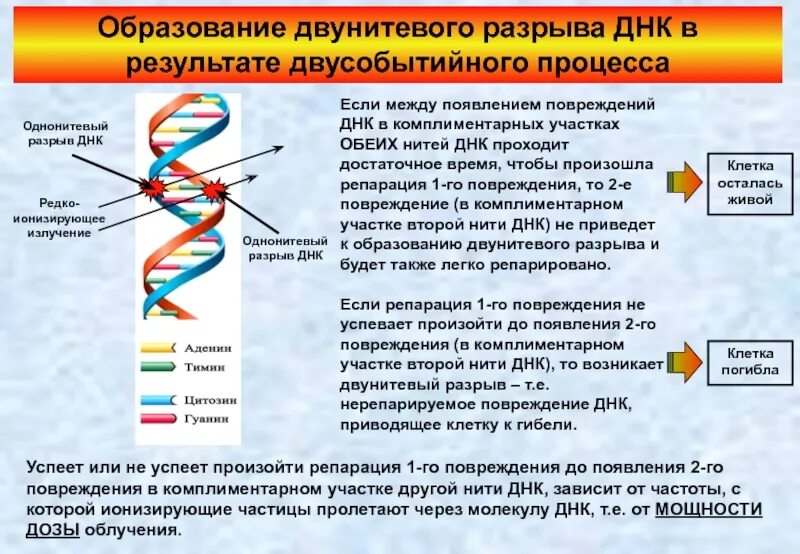 Разрывы цепи днк. Повреждение ДНК. Двунитевой разрыв ДНК. Однонитевые разрывы ДНК. Основные типы повреждения ДНК.