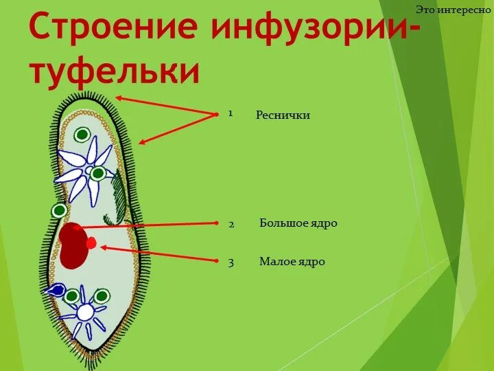 Тип питания инфузории туфельки. Инфузория туфелька схема. Инфузория туфелька питается бактериями. Жизненный цикл инфузории туфельки.