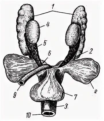 Мочеполовая система черепахи. Черепаха орган размножения. Половое строение черепах. Мочеполовая система сухопутной черепахи. Половое строение черепах.