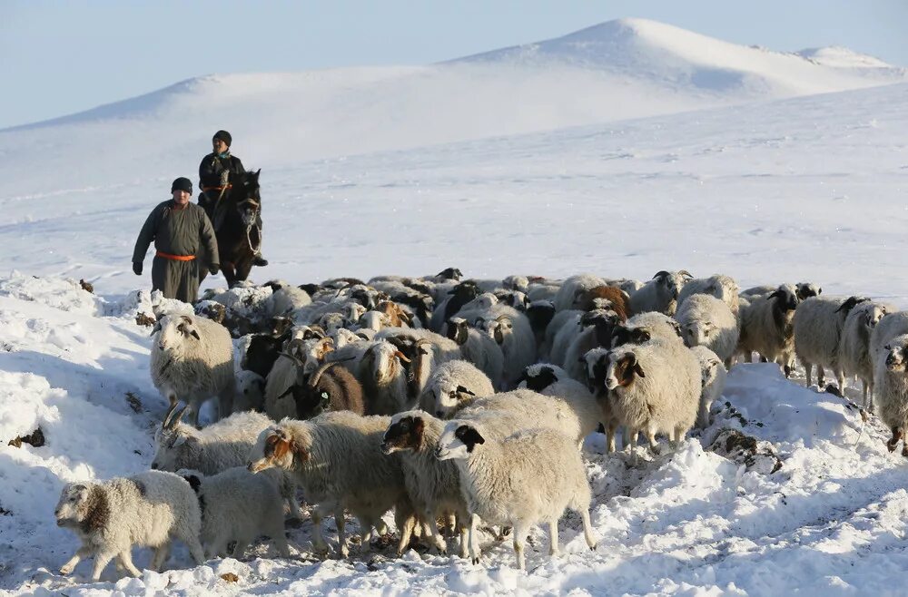 Сельское хозяйство на крайнем севере. Пастух Сибири.