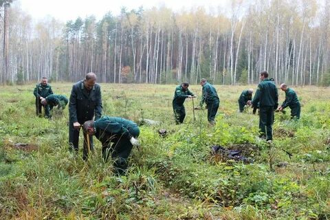 Санитарная безопасность в лесах