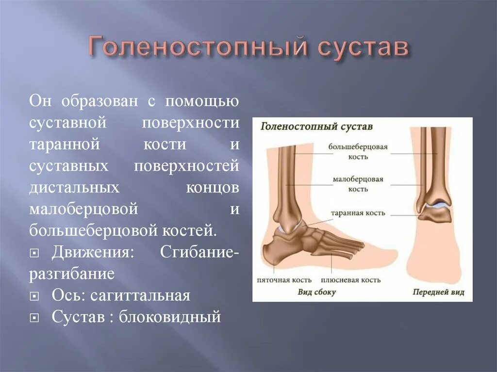 Голеностопный сустав образует