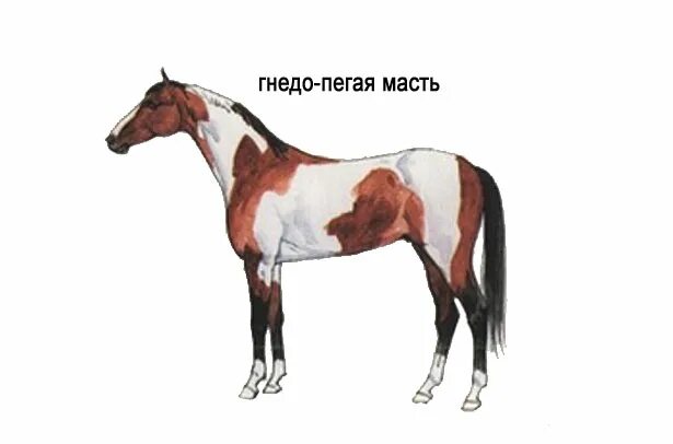 Рассмотрите фотографию коричневой лошади с черными. Пегая лошадь. Отметины у лошадей. Рыже пегая масть. Лошадь с пятнами.